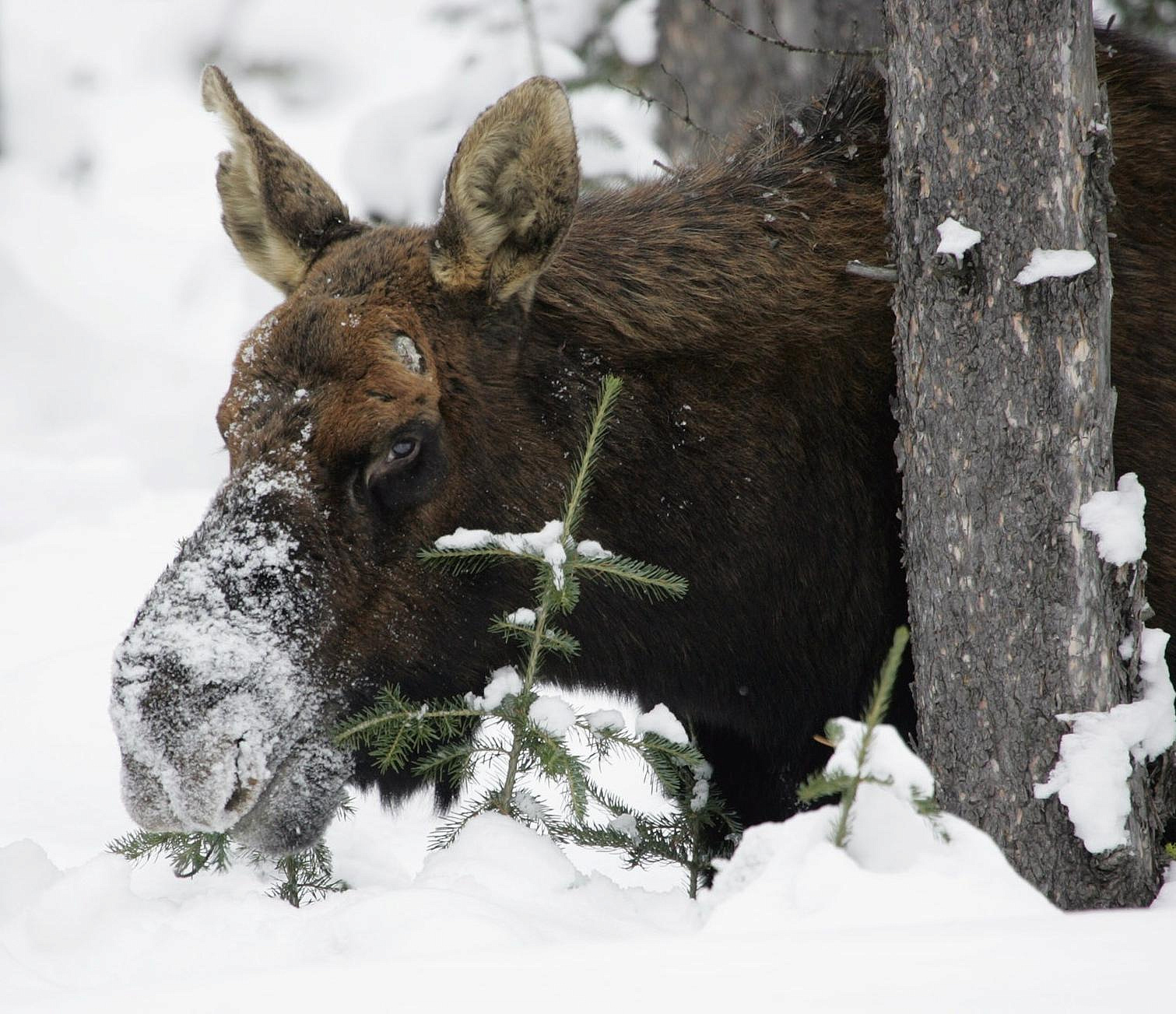 Убивать лосей запретили до Нового года в Новосибирской области