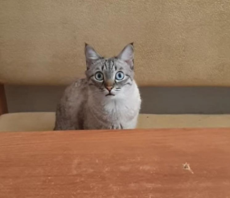 Голодный кот из Новосибирска смутил хозяина и стал звездой YouTube