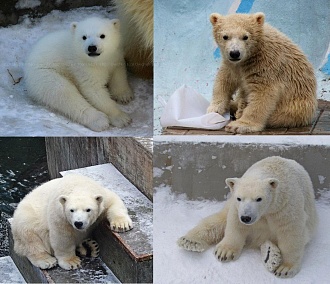 Новосибирского белого медведя Ростика отправили жить в Китай