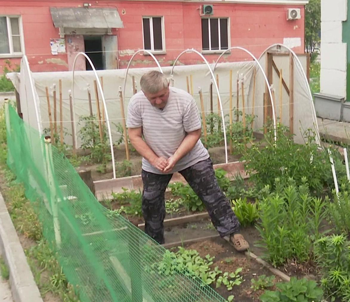 Кусочек дачи: новосибирец выращивает овощи под окнами двухэтажки