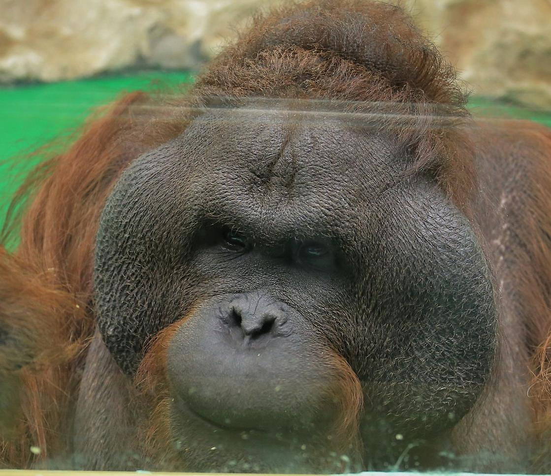 Орангутангу Бату из новосибирского зоопарка исполнилось 22 года