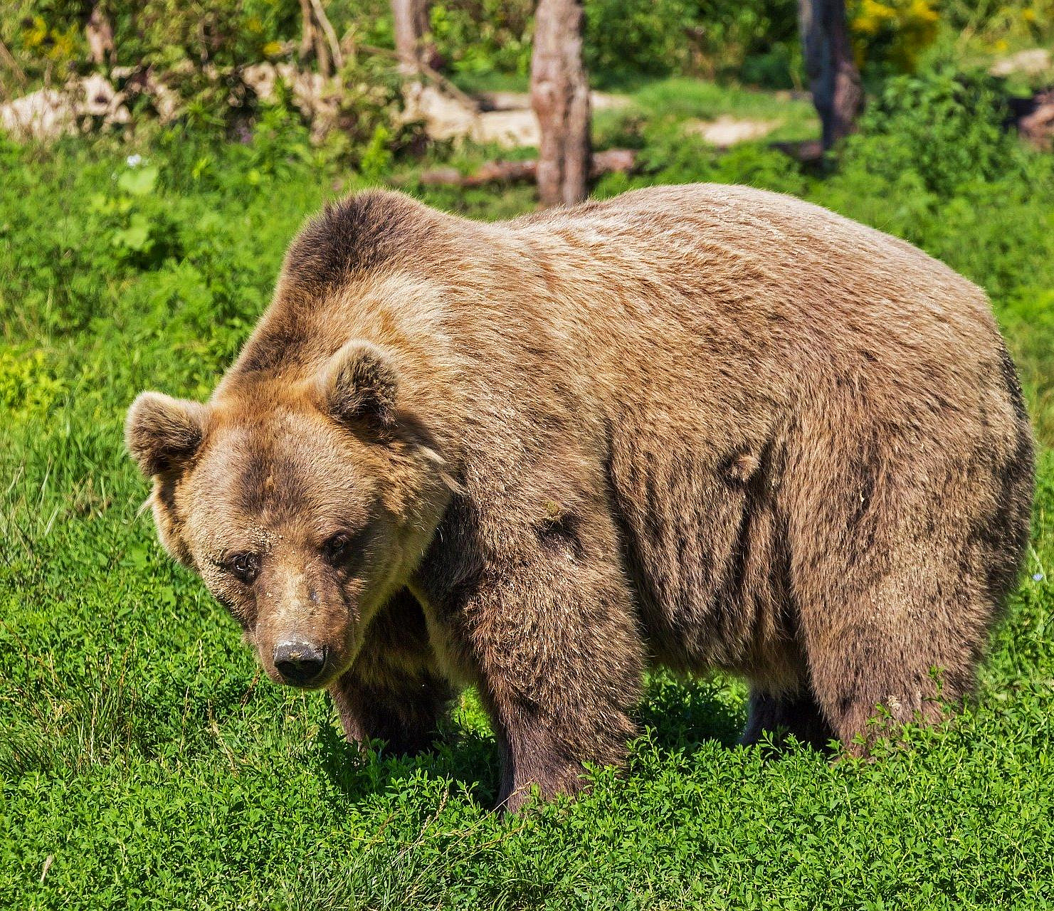 Найти и уничтожить: бурого медведя застрелят под Новосибирском