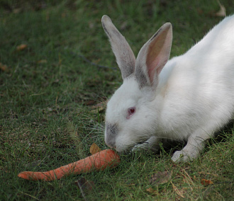 Рай для лопоухих: беспечные кролики расплодились в Академгородке