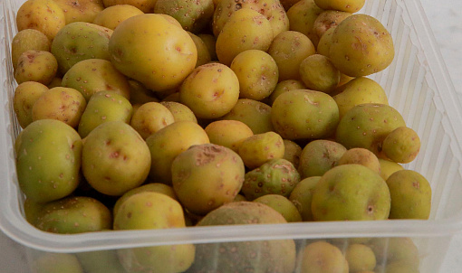 Засухоустойчивый сорт картофеля разработали новосибирские генетики