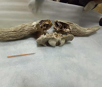 Кости 50-тысячелетнего бизона нашли в затопленном Бердске